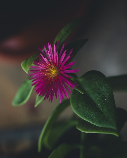 Nature's Slow Firework