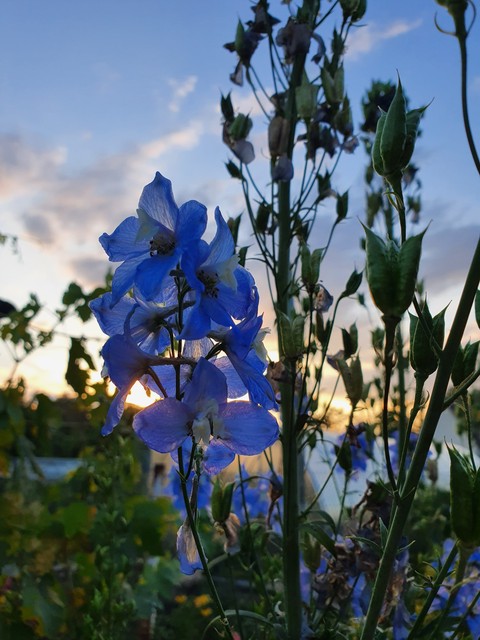 plant, flower achtergronden