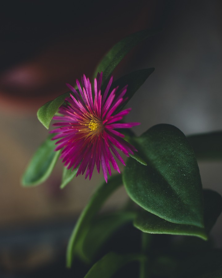 Nature's Slow Firework