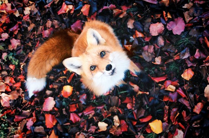 Foxy