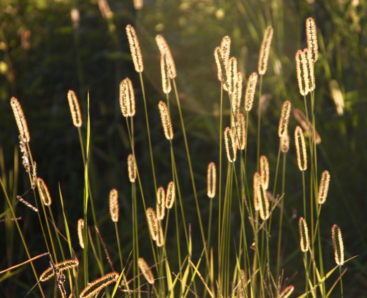 Foxtail