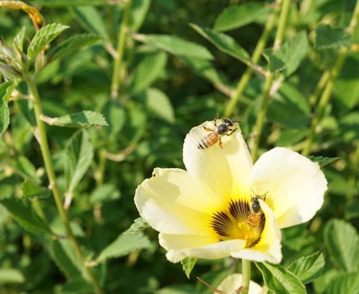 " Turnera subulata"