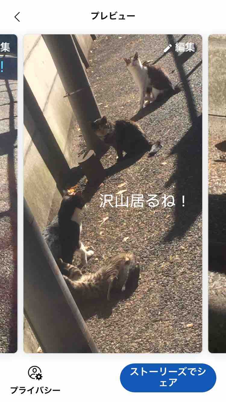 お！猫ちゃん！