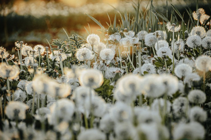 Summer texture