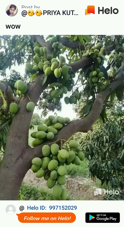 fruits