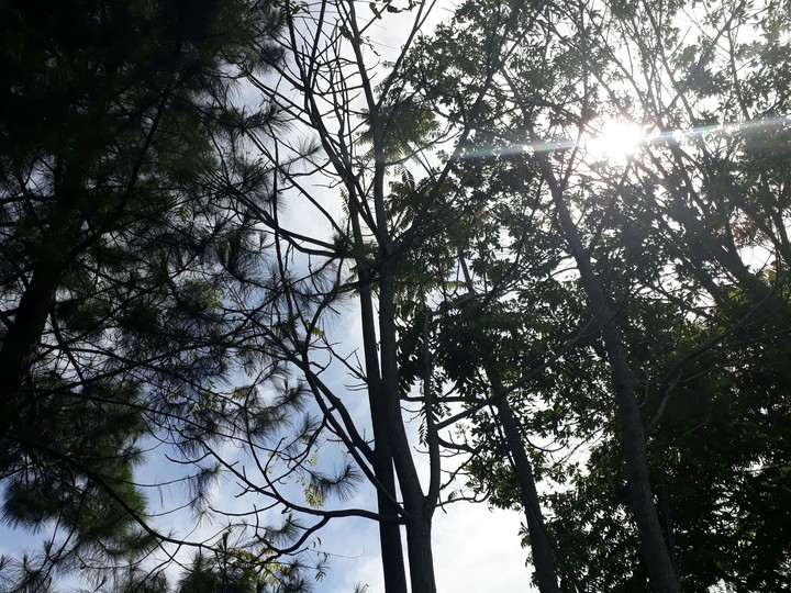siluet of the trees