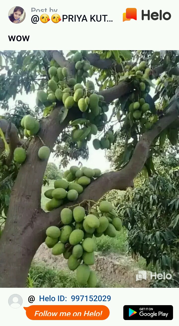fruits