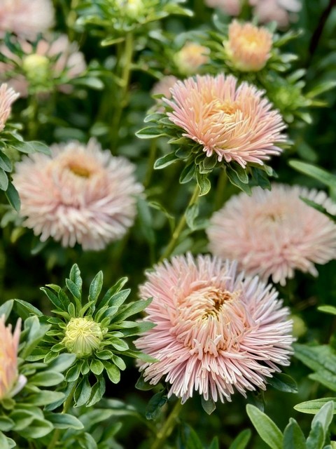 sfondi aster, dicotyledon