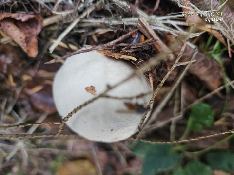 Leaf, Fungus, Nature