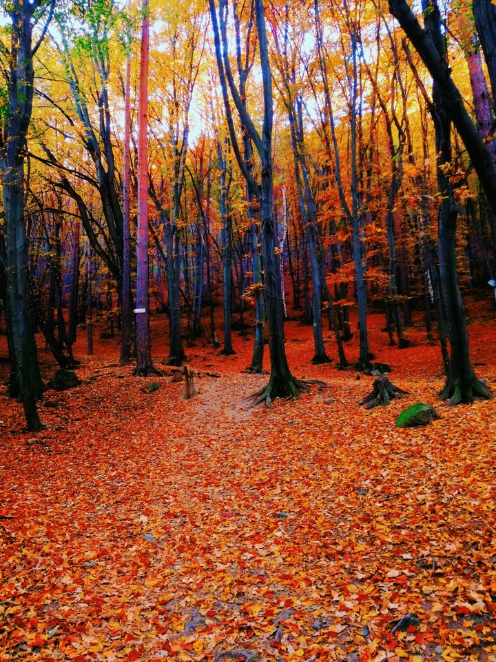 Autumn