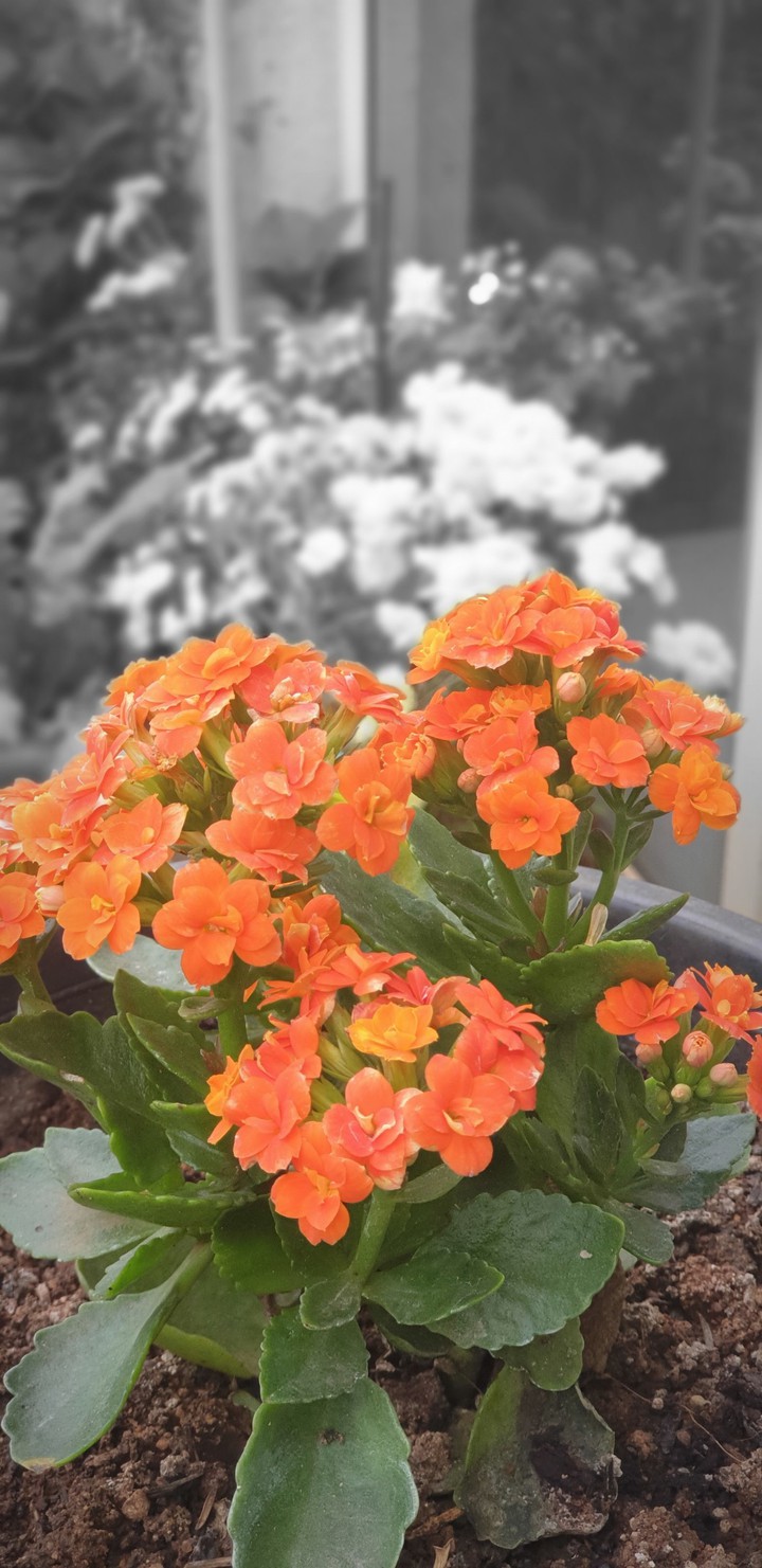 orange