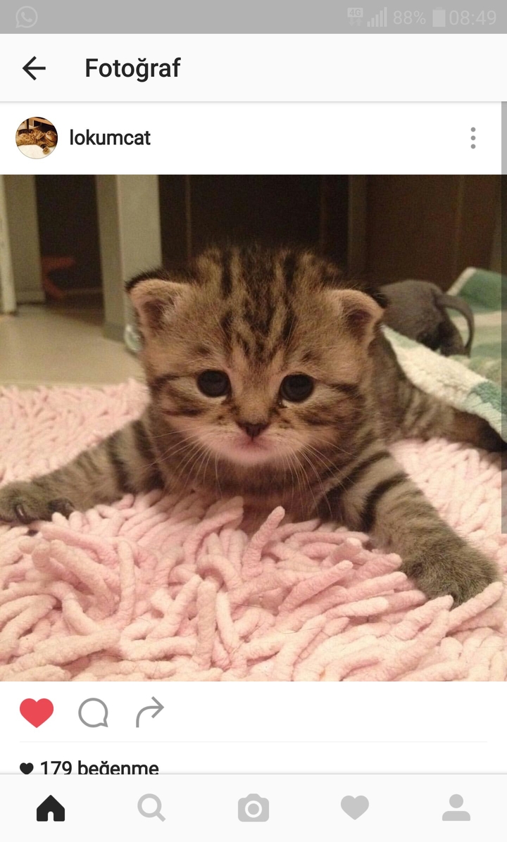 cat cute