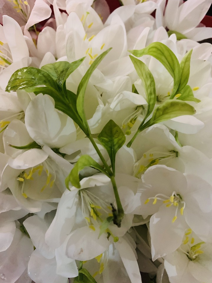 flowers