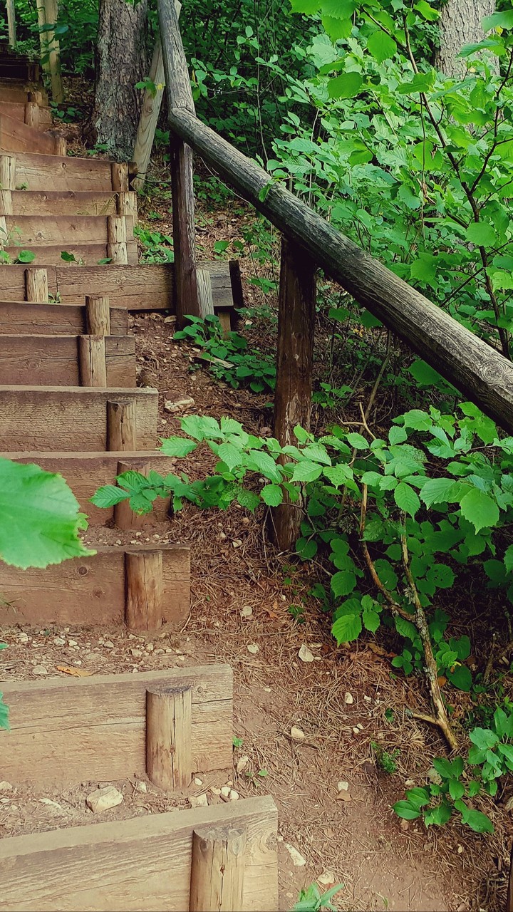 Stairs in forest