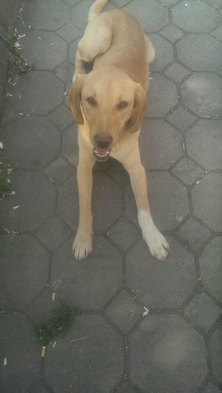 dog