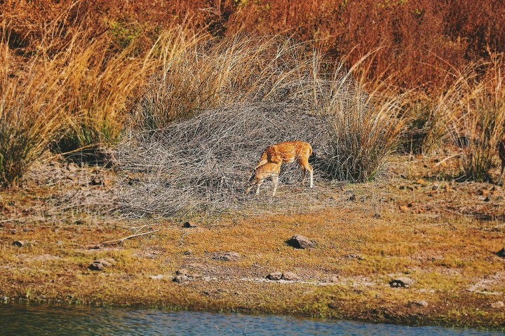 antilope busy grazing