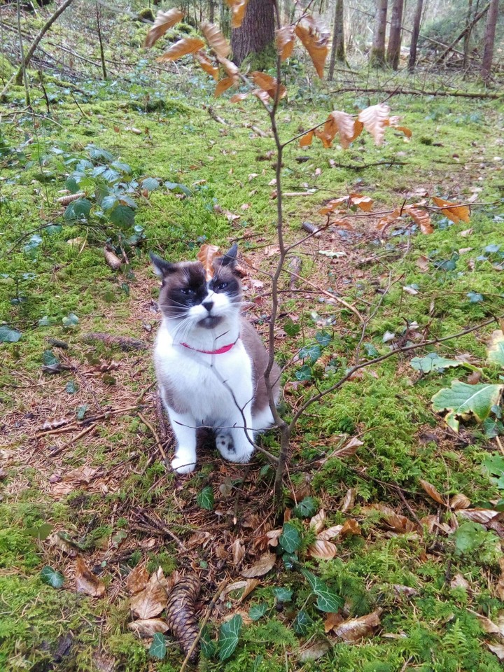 Fifille en forêt