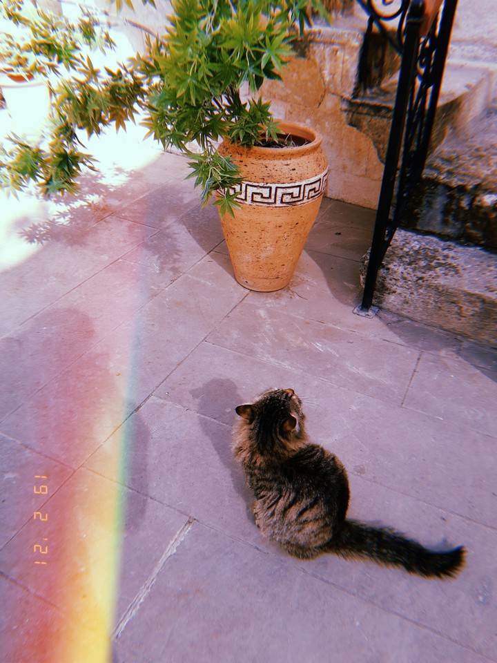 Kedi