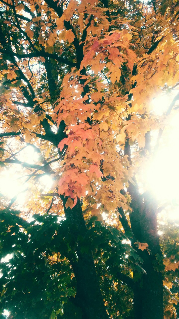 green to yellow