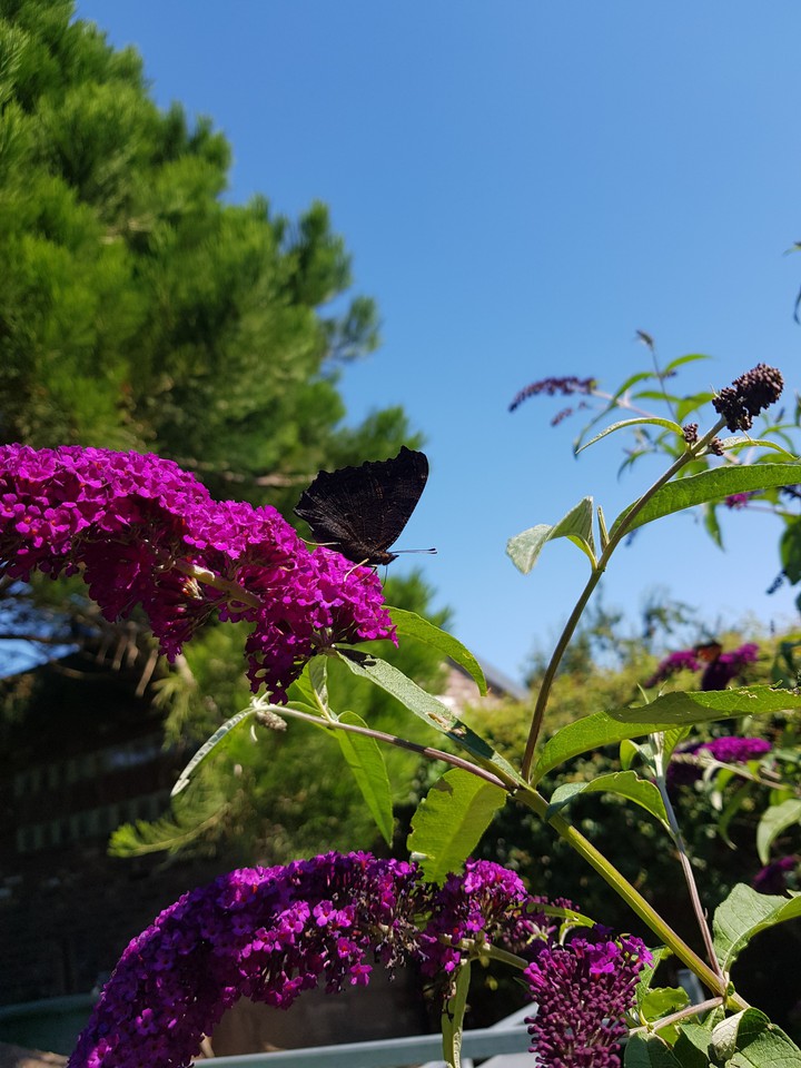 a butterfly , in black