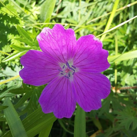 tapety flower, geraniaceae
