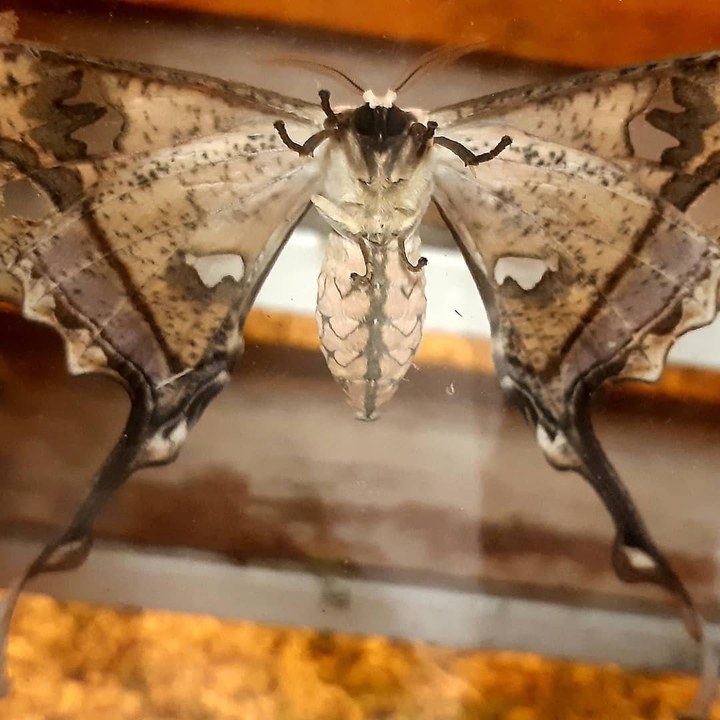 papillon guyane