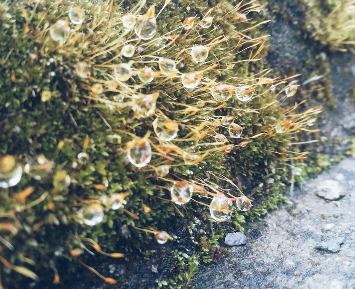 nature