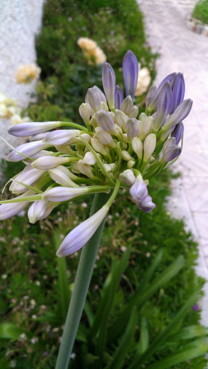 Blue lilies