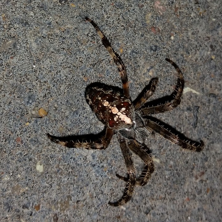 SPIDER