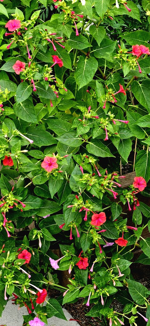 FOUR O'CLOCK FLOWERS