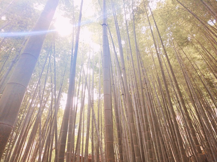 報国寺 竹林