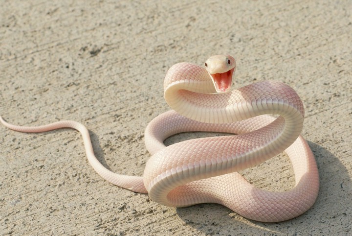Snake
