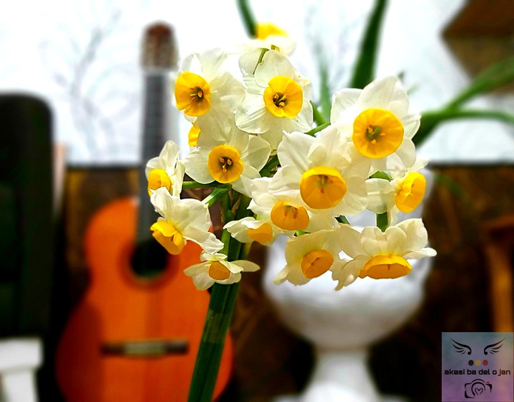 Narcissus flower