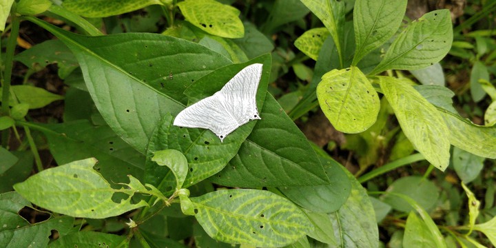 white butterfly