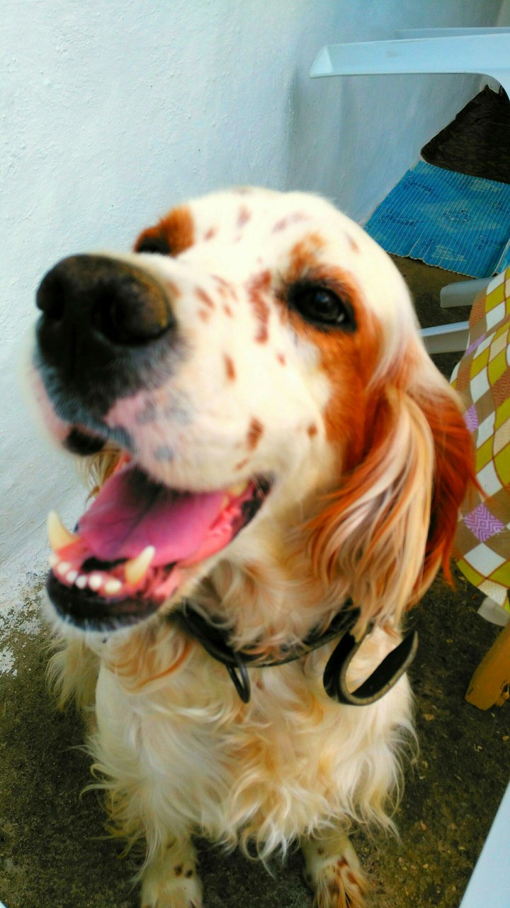 Gülümseyen kopek(smile dog)