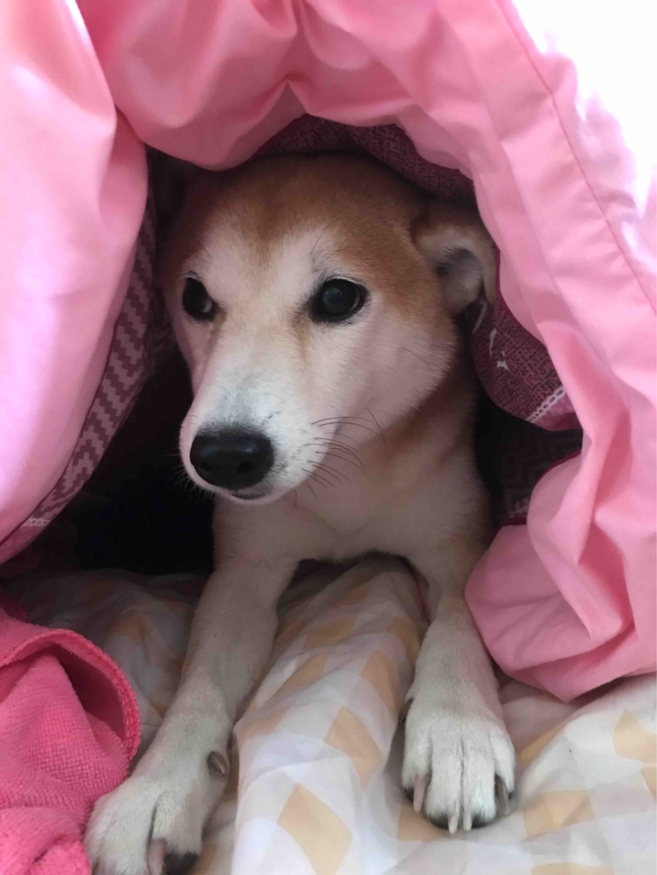 Dog柴