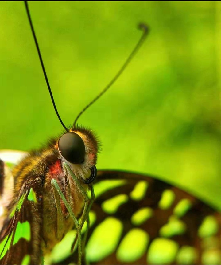 macro shot of natural beauty