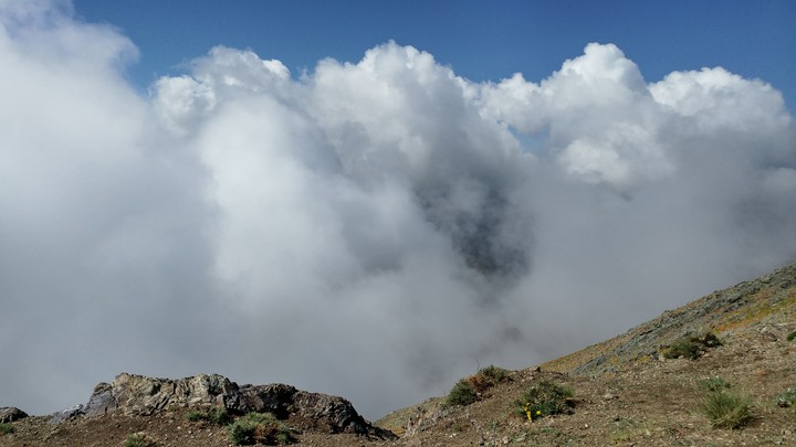 clon bastak of shemshak