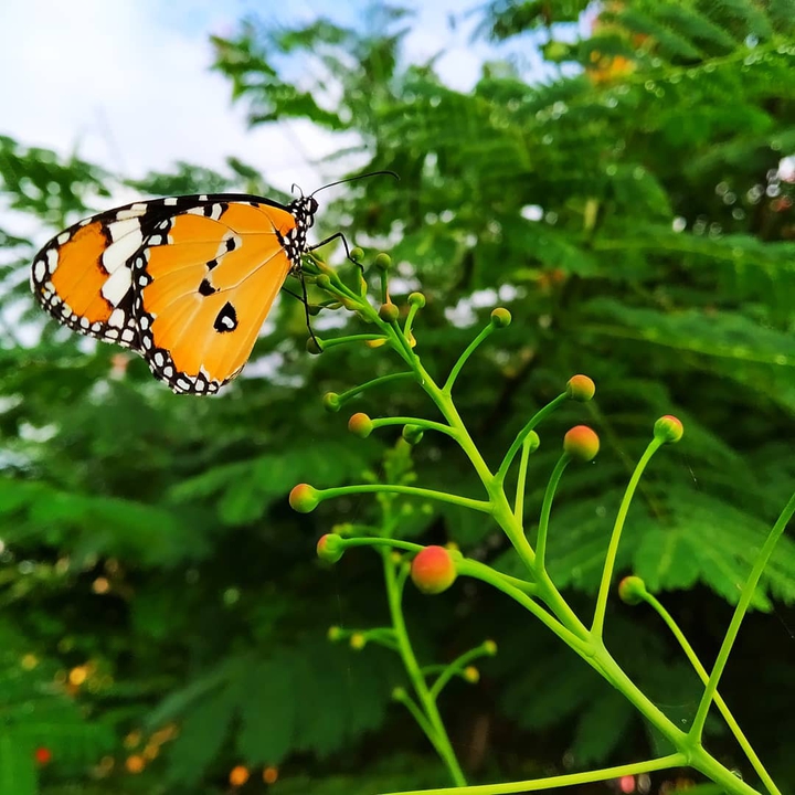 beautiful  Butterfly
