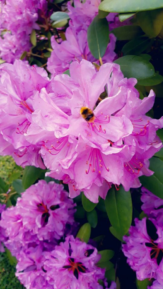 fleur