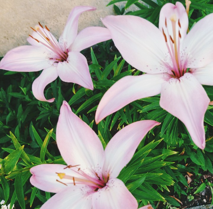 Lilys