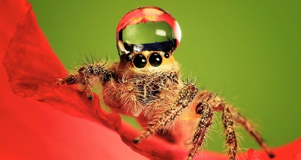 Spider - Araña