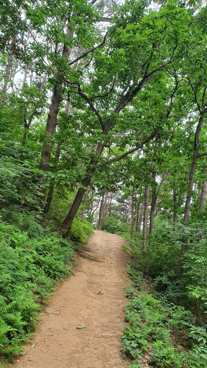 숲속길(road in the woods)