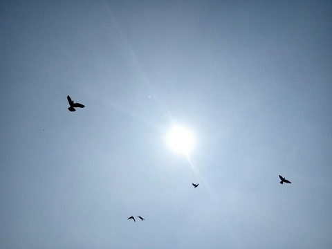 fly
