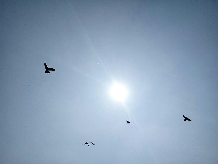 fly