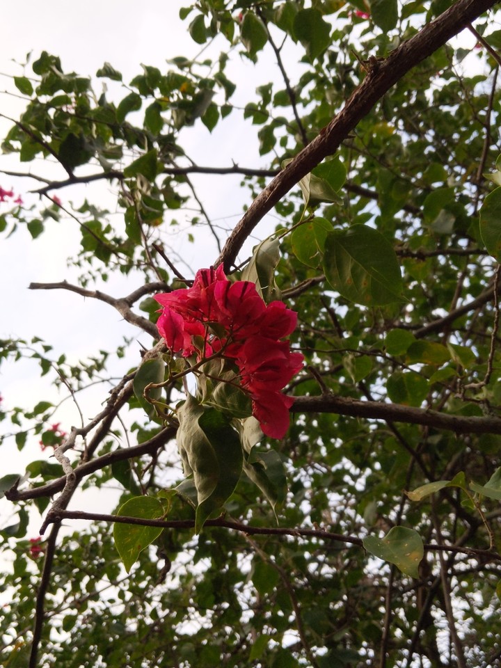 Beauty in the wild