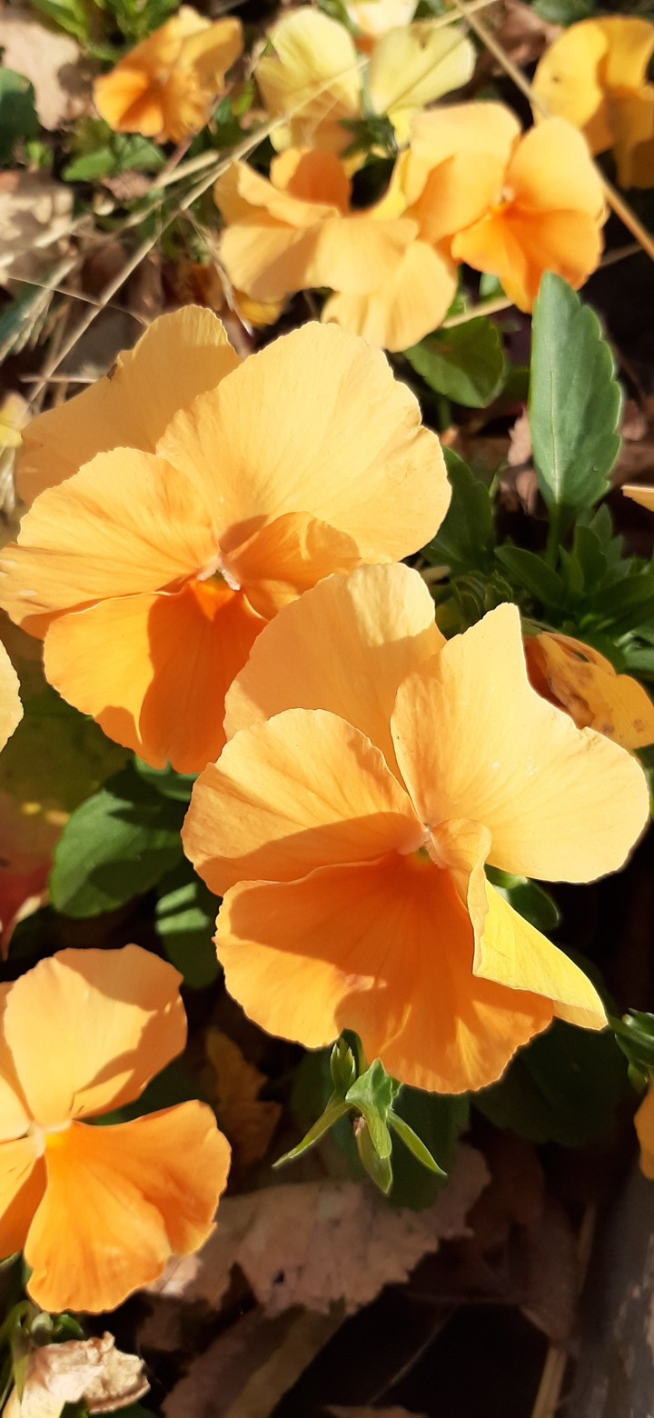 flowers