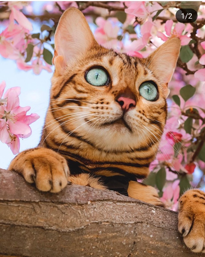 my love cat?