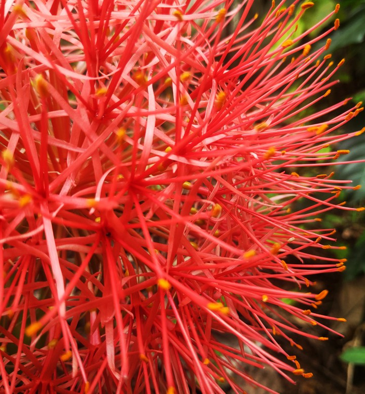 REDSPIRIT