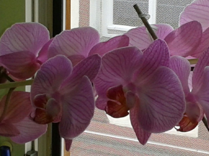 Orchidee